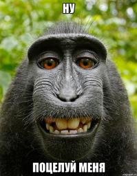 Поцелуй меня, я бородат