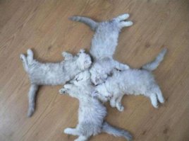 Языческий кулон