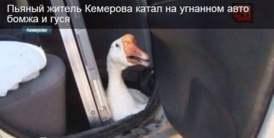 Я наверно не первый, кто подумал про Паниковского, но всё же улыбнуло от души:)