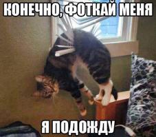 Пушистые комочки с золотым сердцем