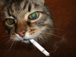 Греется как может 