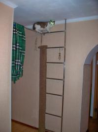 Низковата. Если делать дралку, то процентов на 15 длиннее кота стоящего на выпрямленных задних лапах с выпрямленными передними. Сразу сделал коту 2 метра трубы от линолеума обтянутой старым ковролином. Решил сделать нормальный домик с дралкой, так влезла жена рукамиповодить. Получилось красивое такое, пушистое снаружи, с дралкой меньше кота. Внутри меха не хватило, просто ткань. Как я и обещал, лежать сверху понравилось, внутри поиграл поначалу. А при снятии старой позорной дралки стал демонстративно драть ковёр, и регулярно повторял пока не вернули. Зато по старой дралке залазит на верх, дальше под потолок по металлической шведской стенке на турник, там полежать.