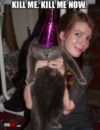 Котиков много не бывает)