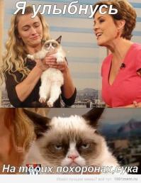 Репортаж об угрюмый коте