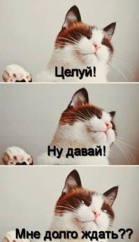 Котиков много не бывает)