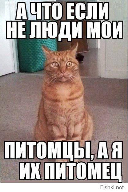 Котиков много не бывает)