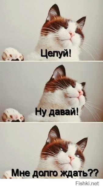 Котиков много не бывает)