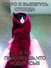 Кошачья шаурма