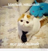 Лучшие фотографии кошек всех времен и народов