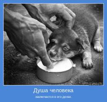 16 историй спасения собак