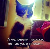 Мася. История одного котенка