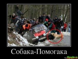 Четвероногие помощники
