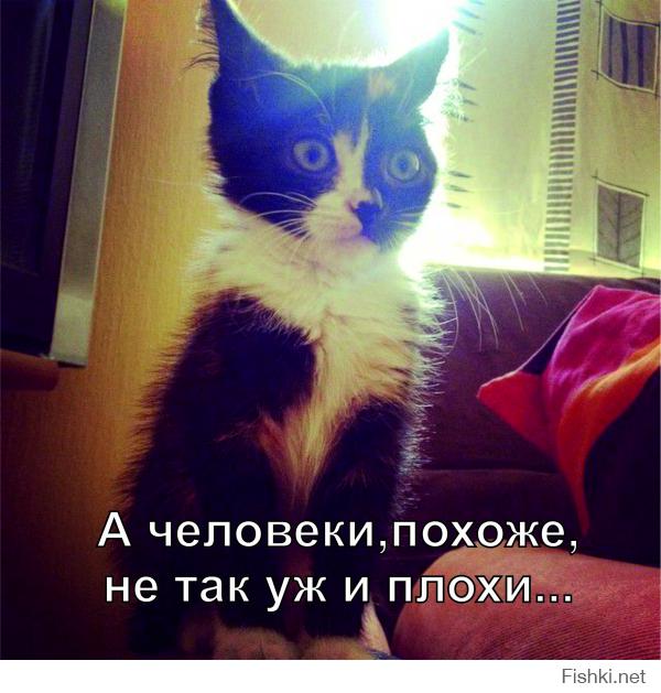 Мася. История одного котенка