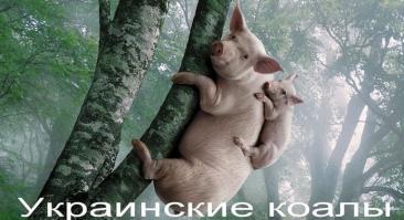 Трогательные моменты из жизни животных и их детёнышей