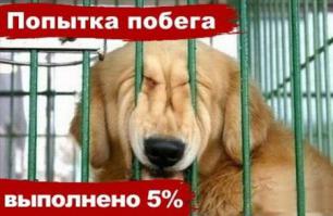 Картинки со смешными подписями