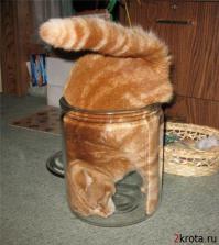 Места, которые невозможно представить без котов