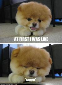  15 собак, которые невероятно устали