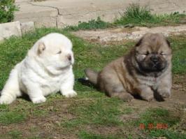  15 собак, которые невероятно устали