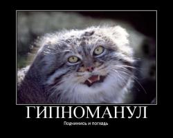  Манул из Новосибирского зоопарка