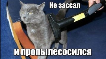 Коты и пылесосы подборки