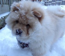  Когда собаки в первый раз увидели снег