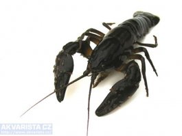 Евгений, это какой-то хреновый лобстер! Где его клешни???
Кароч,я за сутки о лобстерах и раках и прочей морской живности узнала столько,сколько за всю жизнь не знала.))
И с уверенностью могу заявить,что у этих тварей целая куча видов и подвидов и конечно многие из них отличаются внешне.
Но есть лобстеры, которые с раками одно лицо!
Первый лобстер, второй рак, я по фото бы их никогда не отличила!)