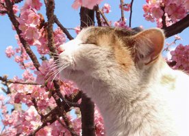 Вишня цветет по всему миру. И это прекрасно!