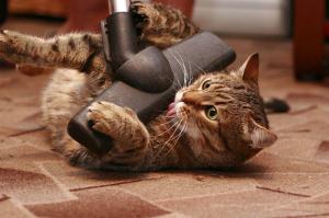 Шокированные коты, увидевшие свою точную копию в зеркале