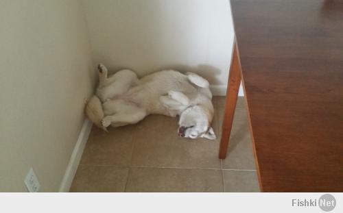 my lazy husky:)