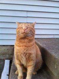 Кот напал на ребёнка