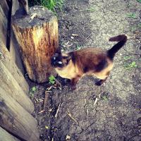 Кот в деревне!)