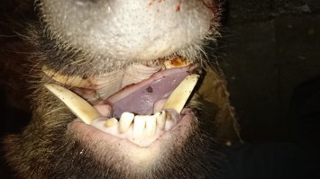 Случай на охоте