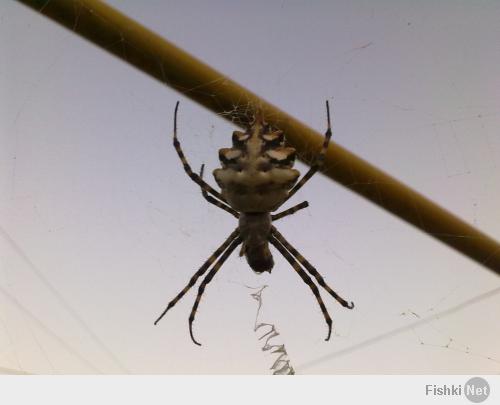 Аргиопа дольчатая - один из самых красивых видов пауков Крыма