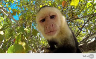 Отполированный небесный камень  