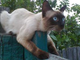 Правила жизни настоящего котэ