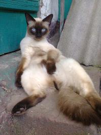 Правила жизни настоящего котэ