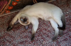 37 фото для всех, у кого не очень хороший день