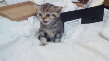 а вот и мой воришка) Шелдон назвали... разве такая милаха может свиснуть колбасу? МОЖЕТ! но потом...