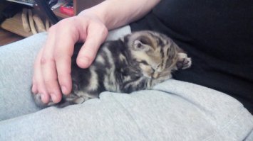 а вот и мой воришка) Шелдон назвали... разве такая милаха может свиснуть колбасу? МОЖЕТ! но потом...