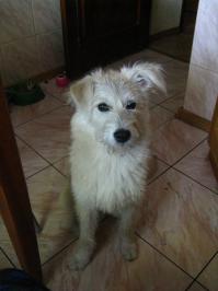 Я тоже в лесу нашла семерых щенков. Все пристроены. А одного себе забрали. Вот такая теперь.