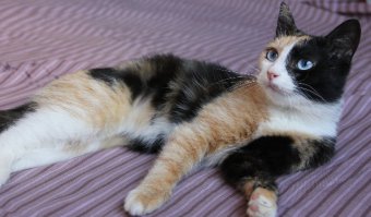 там есть и обычные кошки. А у нас на улицах есть необычные. Вот такую я подобрала и пристроила в хорошие руки.