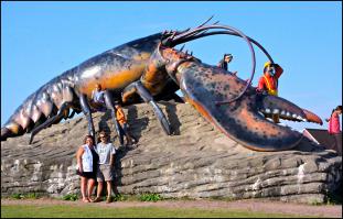 Дайвер поймал гигантского 70-летнего лобстера