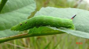 Я когда увидел винного бражника в первый раз думал малую кучу кирпичей отложу.Длина см.6 толстая с шипом на жопе и точки как глаза страшная.