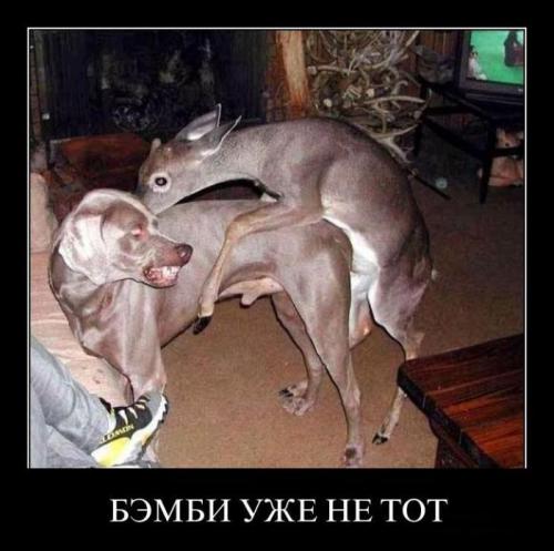 Демотиваторы