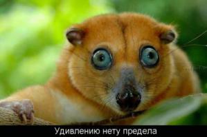 где тут Селин Дион?