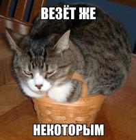 Котячий рай