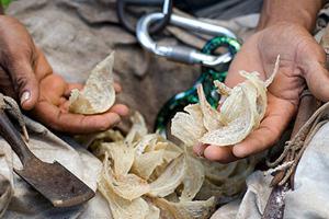 Вот собственно и суповая приправа. Это как раз и есть то гнездо птицы.