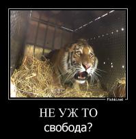 Амурских тигров отпускают на волю