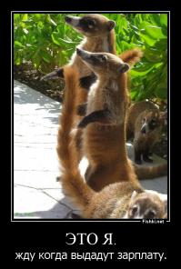 «Это я»: животные, в которых легко можно узнать себя 