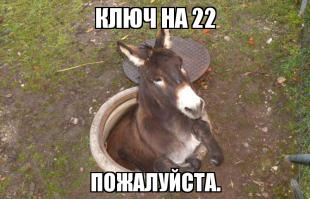 День у ослика не задался